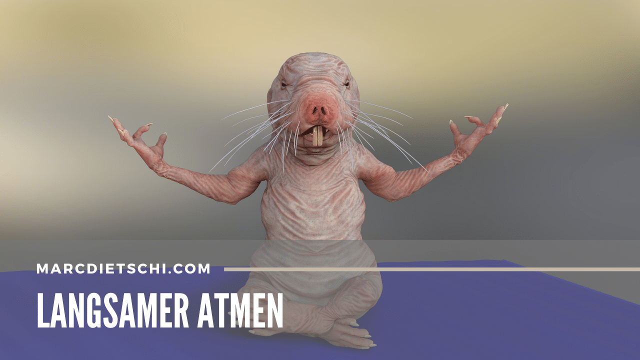 Ein Bild, welches eine Nacktratte in Meditation zeigt, welche symbolisch für das Konzept des langsamen Atmens steht.